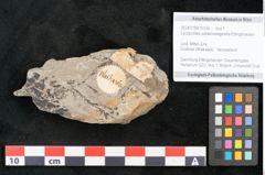 Foto (Objekt + Etikett) von Lycopodites palaeoselaginella Ettingshausen (NHMW-GEO-2024-0188-10336)